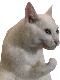 😒 a8104473 кот, животное, мем, смешной, удар, качок telegram sticker