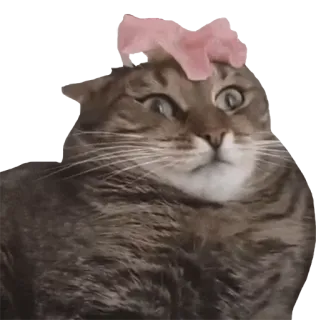 😮 b5121616 кот, животное, питомец, полосатый, юмор, смешной telegram sticker