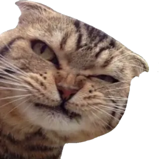 😒 bf2f2858 кот, животное, питомец, смешной, ухмыляющийся, мем telegram sticker