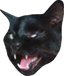 😏 d0b7fdf2 кот, злой, чёрный кот, шипит, животное, мем, смешной telegram sticker