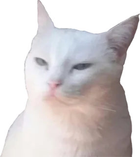 😒 f9b608b4 кот, белый кот, животное, домашнее животное, домашнее животное telegram sticker