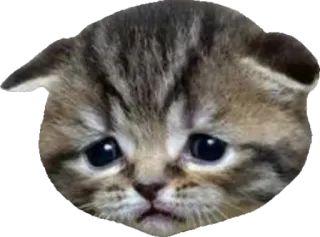 😢 fe8f22bc котёнок, кот, грустный, питомец, животное, милый, кошачий telegram sticker