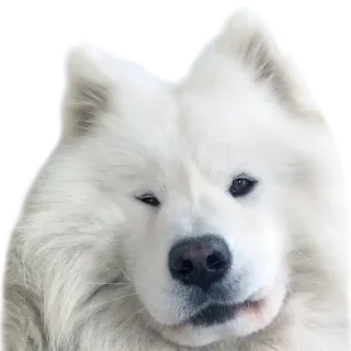 😐 08ed1aeb chó, thú cưng, động vật, dễ thương, chó Samoyed, xù, trắng telegram sticker