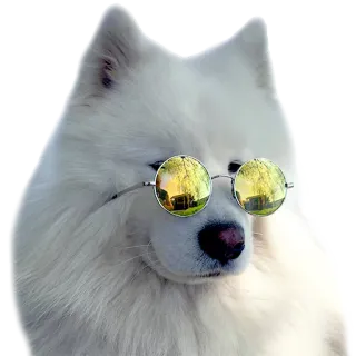 😎 38c3cac6 chó, samoyed, kính, ngầu, dễ thương, thú cưng, động vật telegram sticker
