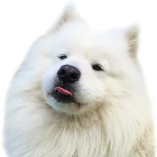 😋 55a431bb chó, chó samoyed, dễ thương, động vật, thú cưng, mềm mại telegram sticker