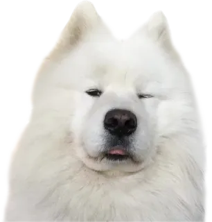 😑 70e84d30 chó, dễ thương, thú cưng, động vật, hài hước, chó Samoyed, chó con telegram sticker