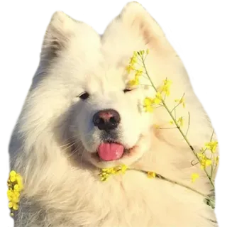 ☺️ f7880de8 chó, samoyed, động vật, thú cưng, dễ thương, hoa telegram sticker