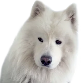 😒 fd1844fb chó, samoyed, thú cưng, động vật, trắng, mềm mại telegram sticker
