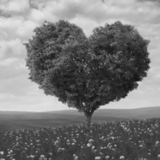 🥀 ddcdf2a6 arbre, coeur, nature, paysage, champ, amour telegram sticker