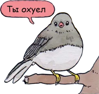 😠 55c25a55 Ты охуел 鸟, 动物, 文字, 俄语, 生气 telegram sticker