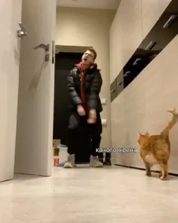 🌟 46a6a822 какого хрена telegram sticker