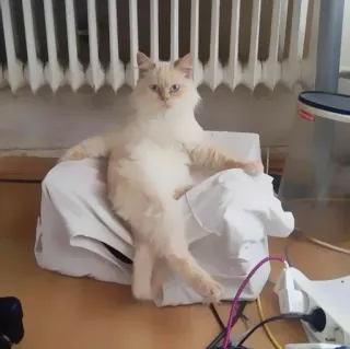 、meme kucing @JENNIEUKKIM telegram stickers