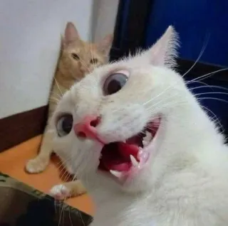 🎥 307f839b gatto, animale domestico, animale, felino, gatto bianco, gatto arancione telegram sticker