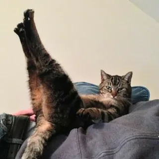 、meme kucing @JENNIEUKKIM whatsapp stickers