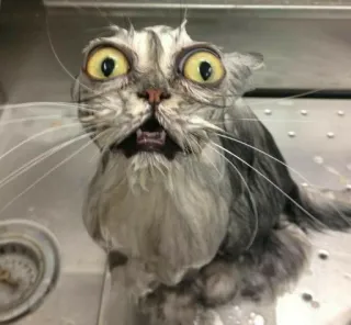 🎥 a408b481 gatto, bagnato, divertente, animale, meme, scioccato telegram sticker