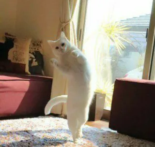 、meme kucing @JENNIEUKKIM whatsapp stickers