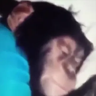 😴 515409f8 scimmia, scimpanzé, dormire, animale, carino telegram sticker