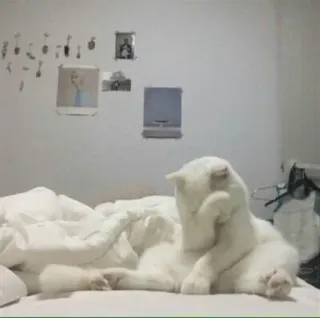 🤡 a12e5777 kucing, binatang, imut, tempat tidur telegram sticker