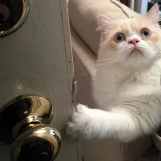 🚪 18753d69 고양이, 새끼 고양이, 문, 귀여운, 동물, 애완 동물 telegram sticker