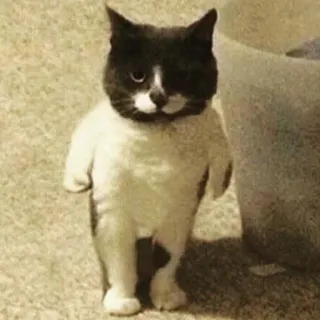 🤜 2f76f7de 고양이, 서있는, 동물, 두발, 애완동물 telegram sticker