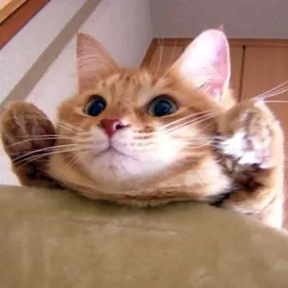 😳 3b0bab6c 고양이, 주황색, 귀여운, 애완동물, 동물, 고양이과 telegram sticker