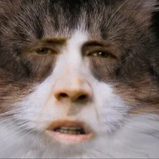 Pussy whatsapp stickers