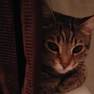 😲 87d21abf 고양이, 동물, 애완동물, 얼룩고양이, 귀여운 telegram sticker
