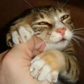 🤤 efcd2164 고양이, 애완동물, 동물, 웃긴, 귀여운 telegram sticker