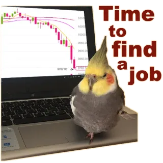 🔻 f785bc06 Time to find a job cockatiel, burung, pekerjaan, krisis pasar modal, pasar saham, komputer, laptop telegram sticker