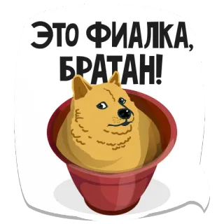 🌸 15601a16 ЭТО ФИАЛКА, БРАТАН! doge, dog, plant, flowerpot, meme, russian whatsapp sticker