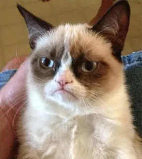 👥memes telegram stickers