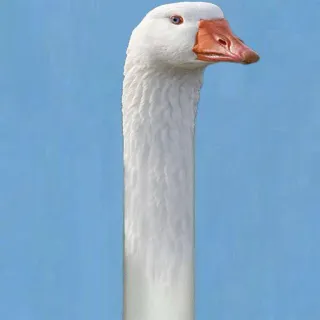 1️⃣ 119b8b9f goose, bird, white goose, waterfowl, animal, nature whatsapp sticker