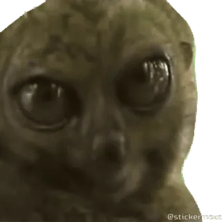😱 14d10fa0 @stickermafia20 สัตว์, ดวงตา, ลีเมอร์, น่ารัก, ตลก telegram sticker