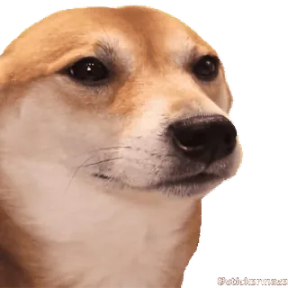 🥳 4f6d69da Doge หมา, มีม, ชิบะอินุ, สัตว์, สัตว์เลี้ยง telegram sticker