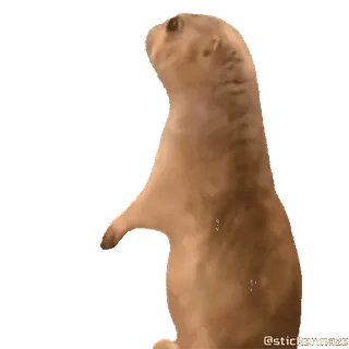 😑 a0197139 แพรรีด็อก, สัตว์, น่ารัก, ตลก, มีม telegram sticker