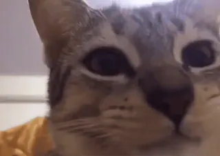 🐱 153f6338 cat, animal, pet, feline, domestic cat telegram sticker