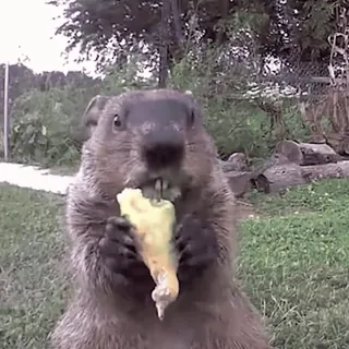 🍐 6184cf93 groundhog, woodchuck, animal, nature, eating, cute telegram sticker