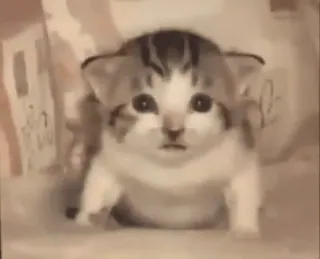 🐱 68d4cdcf kitten, cat, animal, cute, pet telegram sticker