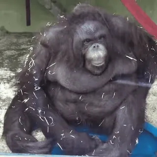 🐵 abbeac41 orangutan, ape, animal, primate, zoo, wildlife telegram sticker