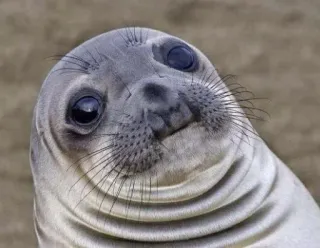 😥 15ad3118 seal, animal, cute, wildlife, mammal, ocean telegram sticker