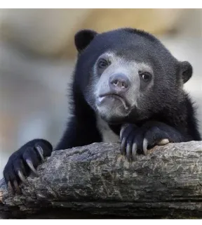😶 4d22c48b bear, animal, wildlife, cute, nature, sun bear telegram sticker