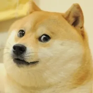 😶 7de7dcf9 Doge doge, meme, dog, shiba inu, funny, internet meme telegram sticker