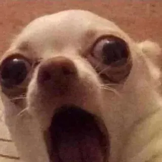 😮 0c2a4350 狗, 吉娃娃, 害怕, 震惊, 惊讶 telegram sticker