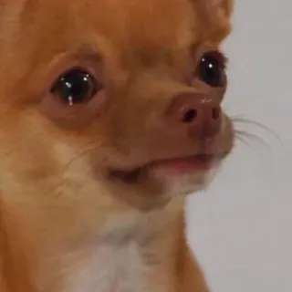 😢 7296d3a9 狗, 吉娃娃, 可爱, 动物, 宠物 telegram sticker