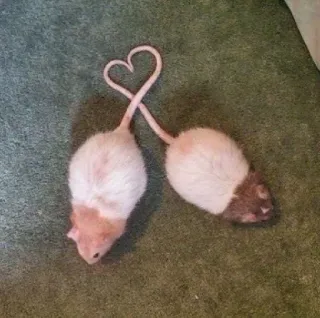 ❤️ 68a7007b tikus, hewan peliharaan, hewan, hati, cinta, kasih sayang whatsapp sticker