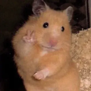 ✌️ 7228d76b Hamster, Binatang, Hewan pengerat, Lucu, Simbol perdamaian, Hewan peliharaan whatsapp sticker