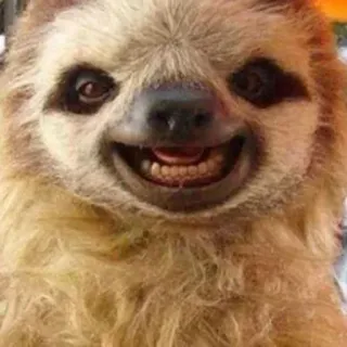 😀 c78809d1 kukang, hewan, lucu, tersenyum whatsapp sticker