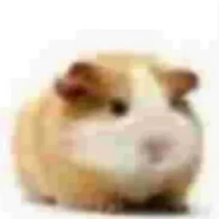 🙂 ce8e8c47 marmut, hewan peliharaan, binatang pengerat, hewan, mamalia whatsapp sticker