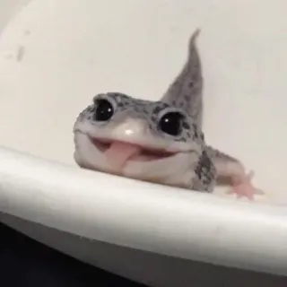 😛 d6e5fb2b kadal, reptil, hewan, hewan peliharaan, tokek whatsapp sticker