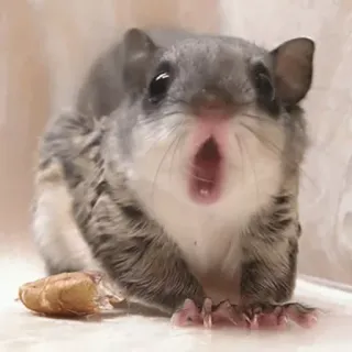 😮 df0841cd bajing terbang, hewan, mamalia, satwa liar, imut, menggemaskan, alam whatsapp sticker